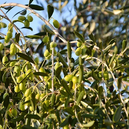 Torre Bruno * Carpino