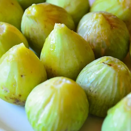 Torre Bruno Alloggio per agriturismo Carpino